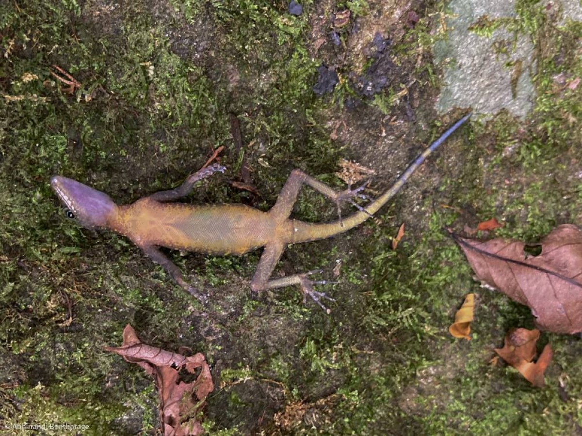 Cnemaspis rammalensis Vidanapathirana, Gehan-Rajeev, Wickramasinghe, Fernando & Mendis-Wicramasinghe, 2014